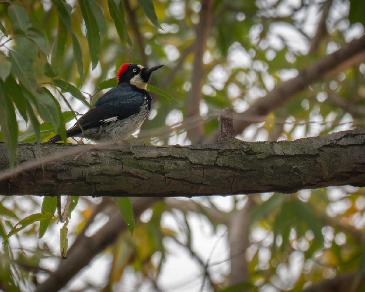 Acorn Woodpecker - ML647747156