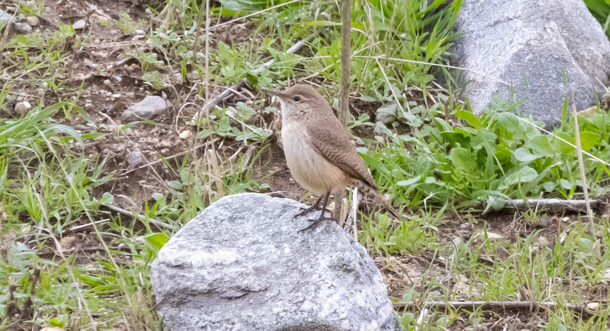 Rock Wren - ML647747157