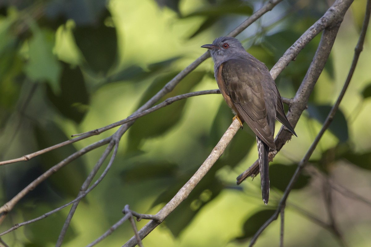 Plaintive Cuckoo - ML647747158