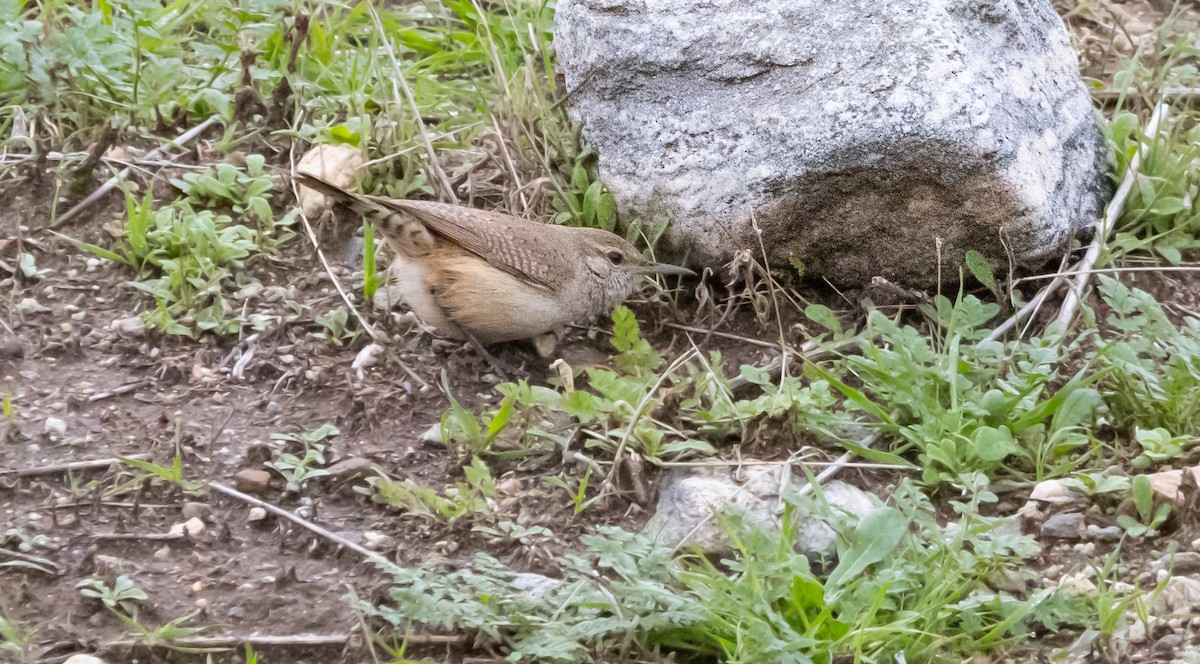 Rock Wren - ML647747159