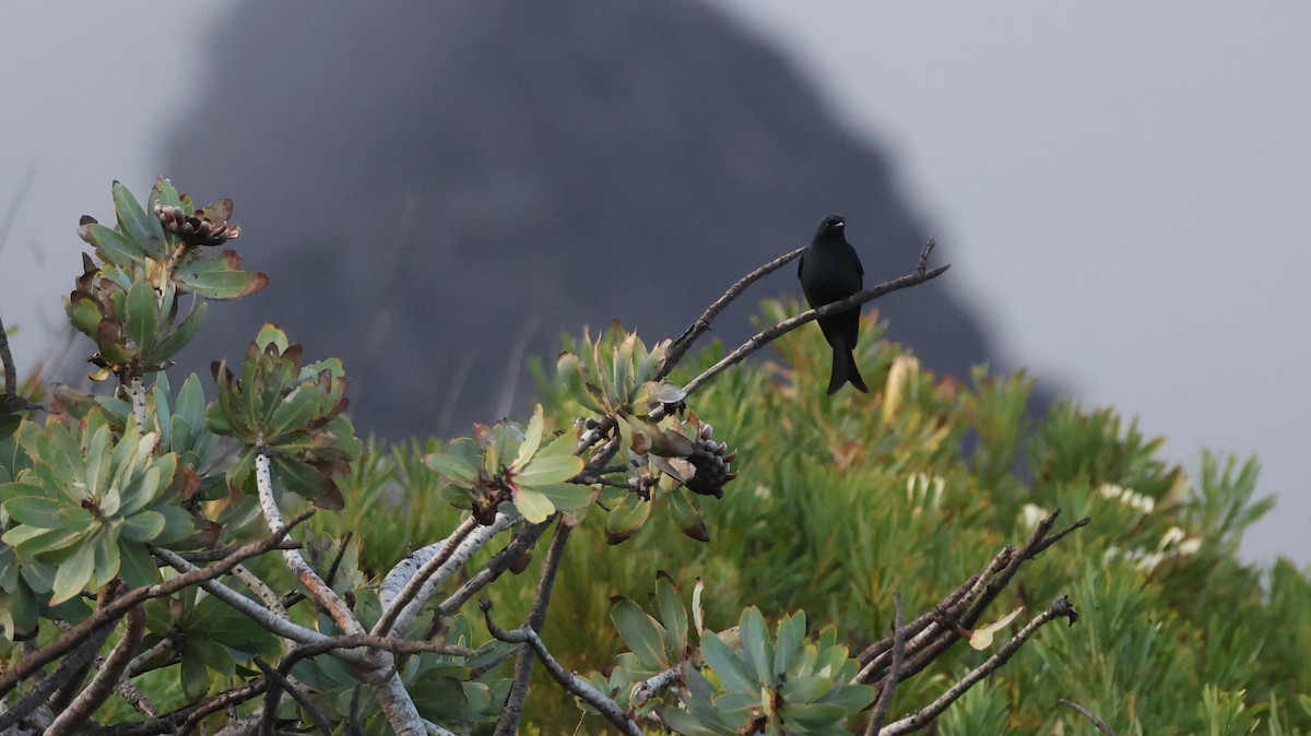 Fork-tailed Drongo - ML647747160