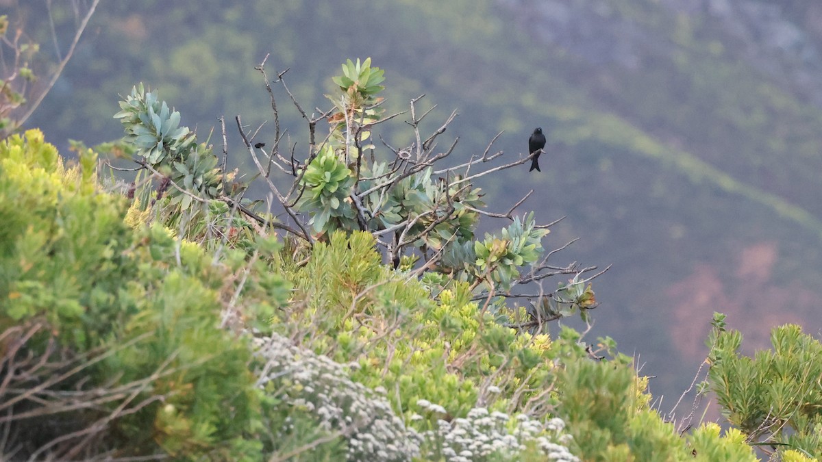 Fork-tailed Drongo - ML647747161
