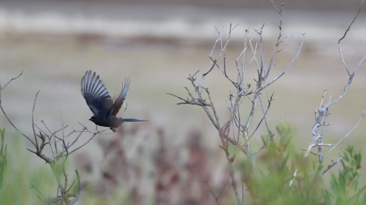 Fork-tailed Drongo - ML647747162