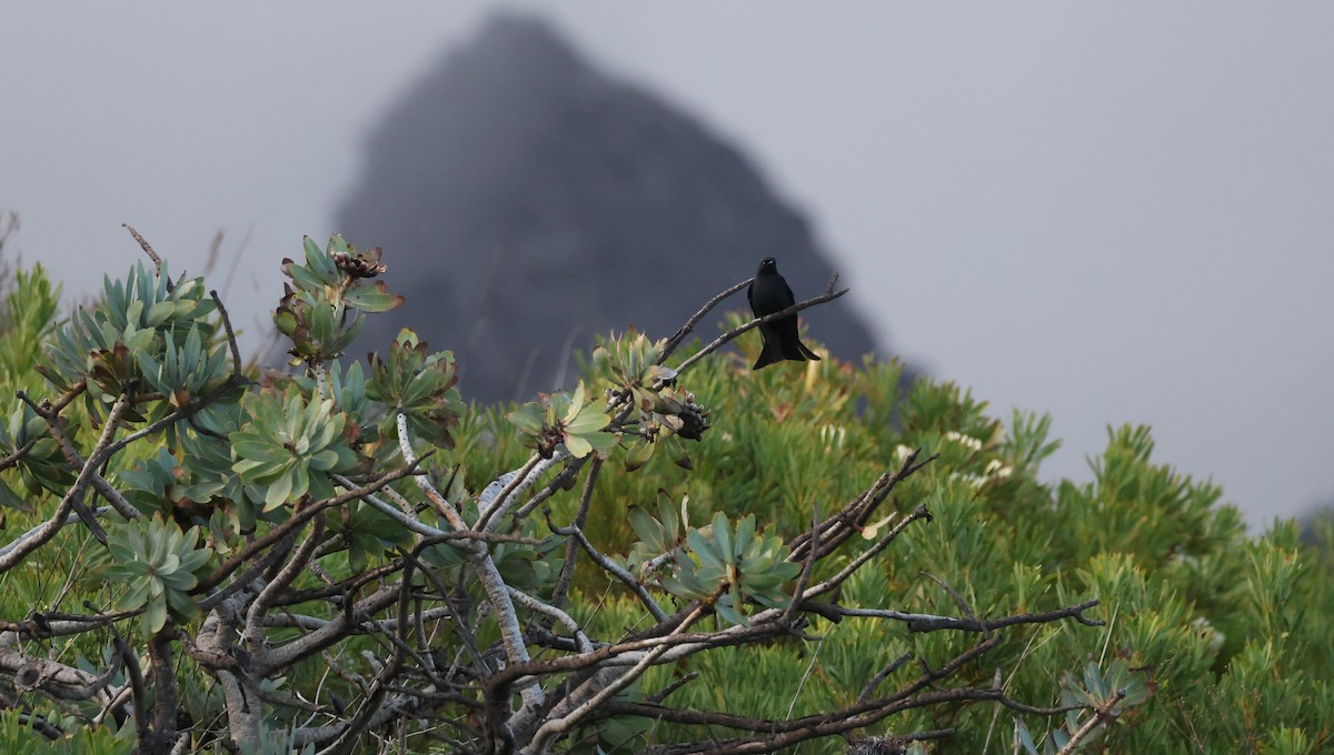 Fork-tailed Drongo - ML647747163