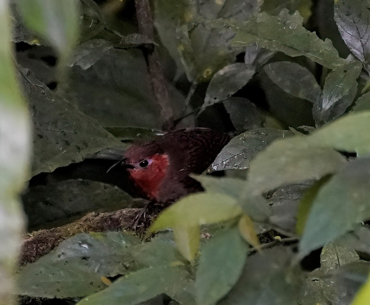 Song Wren - ML647747164