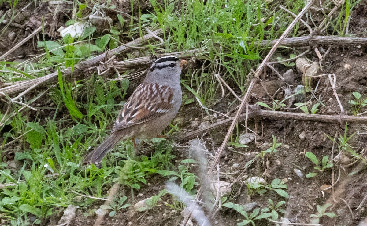 White-crowned Sparrow - ML647747170