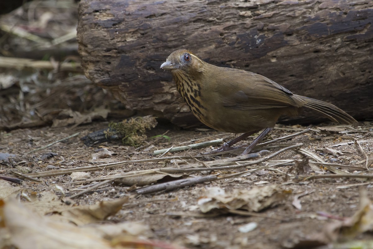 Spot-breasted Laughingthrush - ML647747216