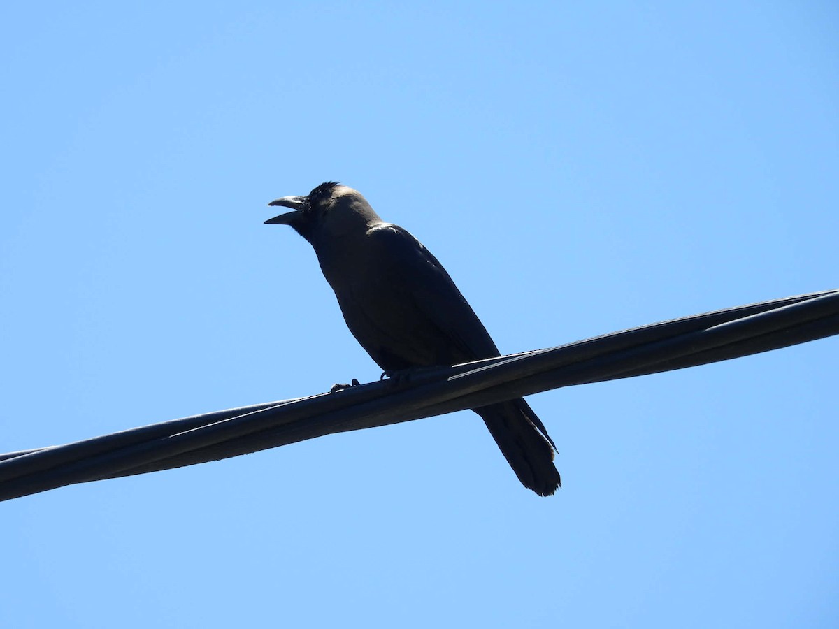 House Crow - ML647747219