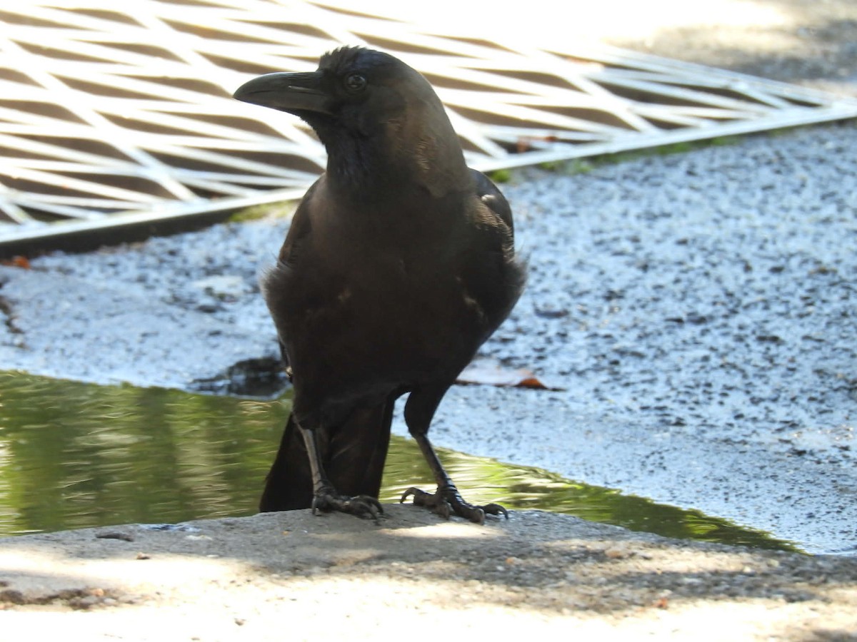 House Crow - ML647747220