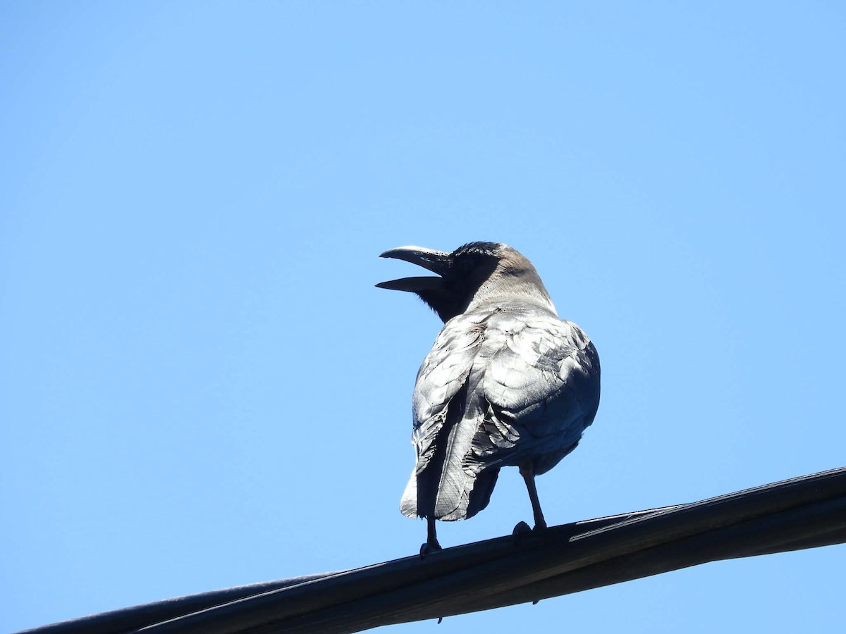 House Crow - ML647747221