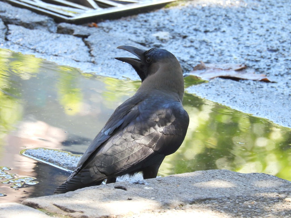 House Crow - ML647747222