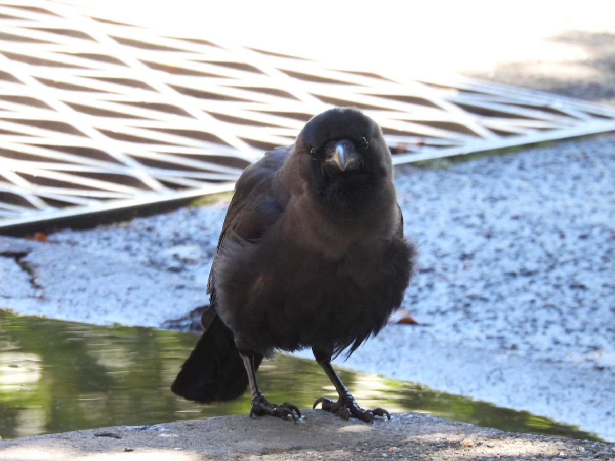 House Crow - ML647747223