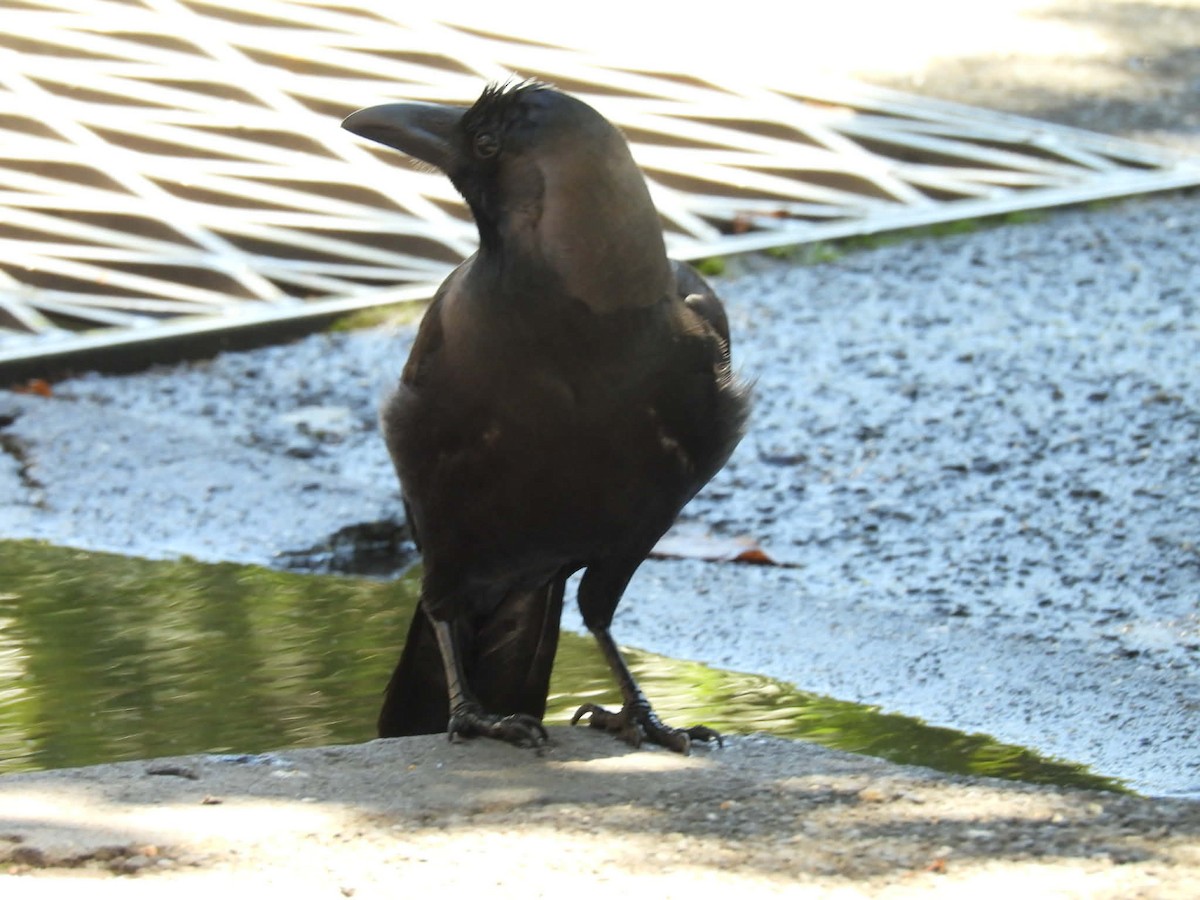 House Crow - ML647747224