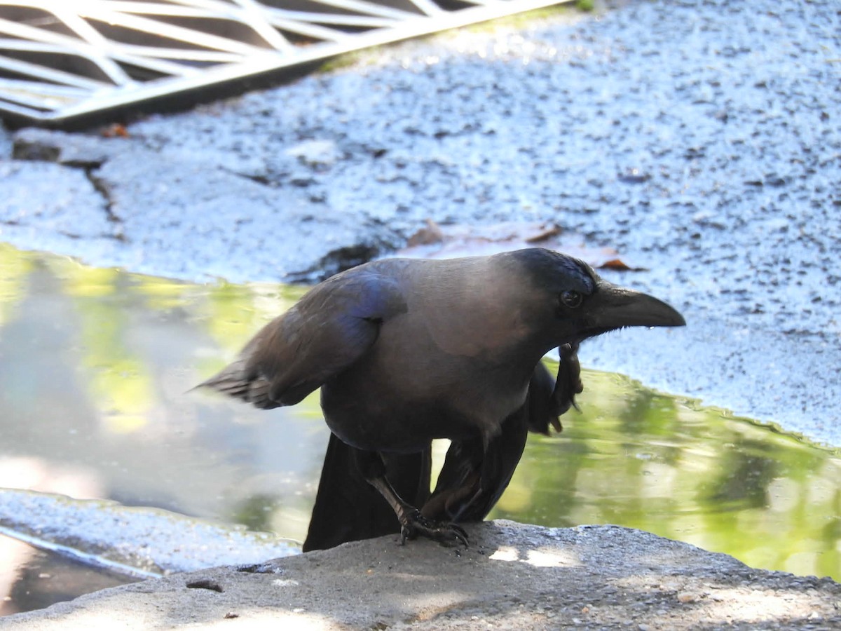 House Crow - ML647747225