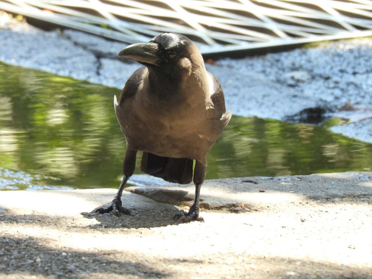 House Crow - ML647747226