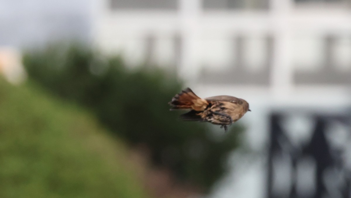 Cape Grassbird - ML647747228