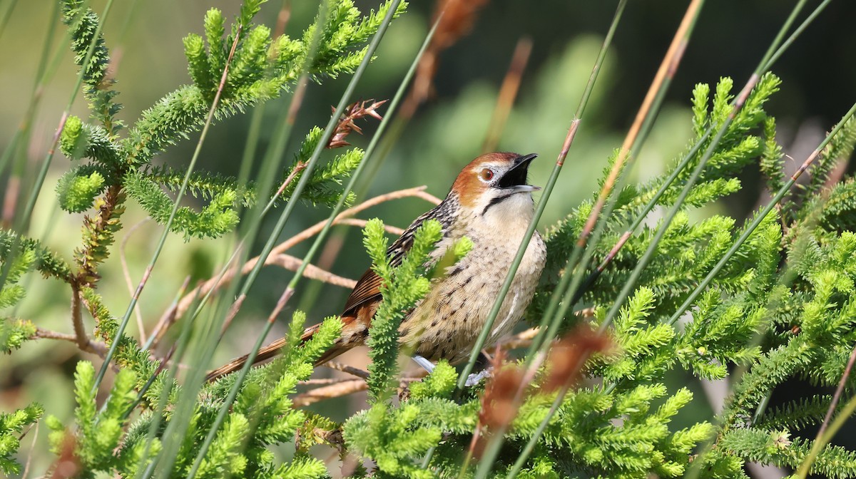 Cape Grassbird - ML647747229