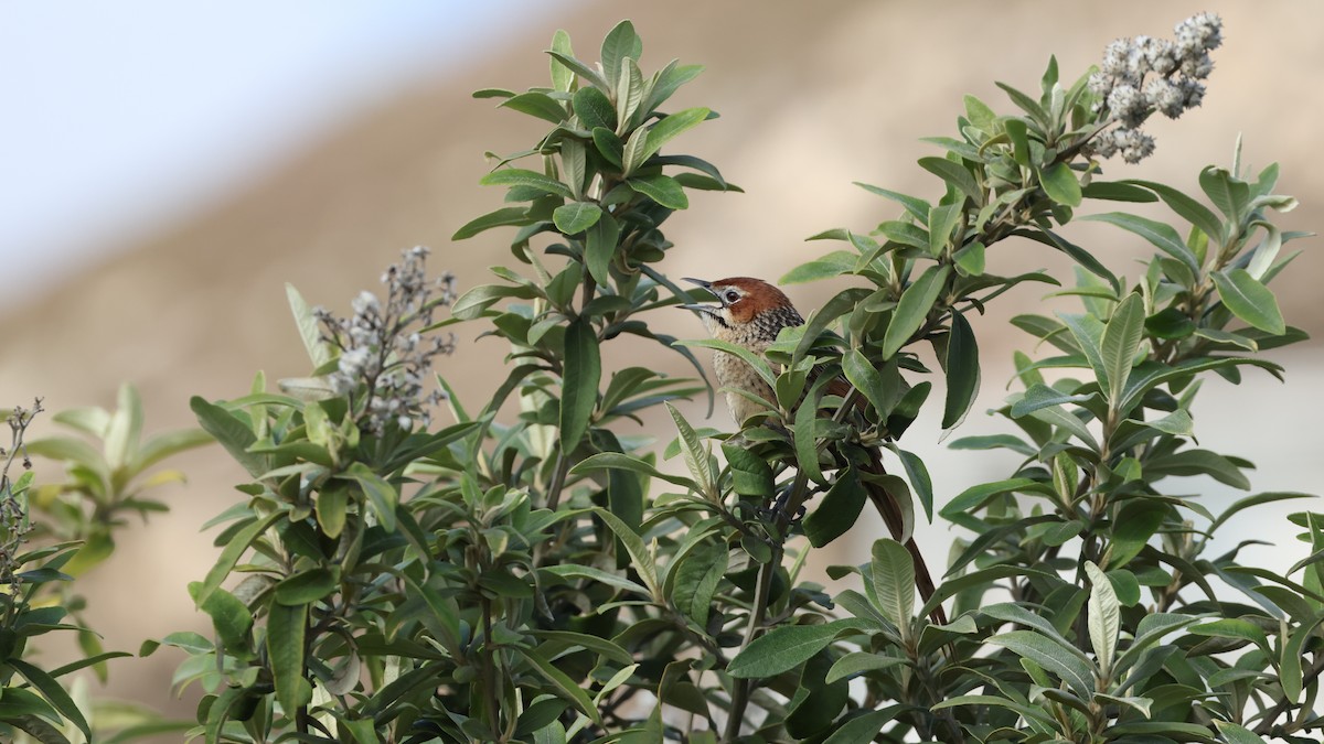 Cape Grassbird - ML647747230