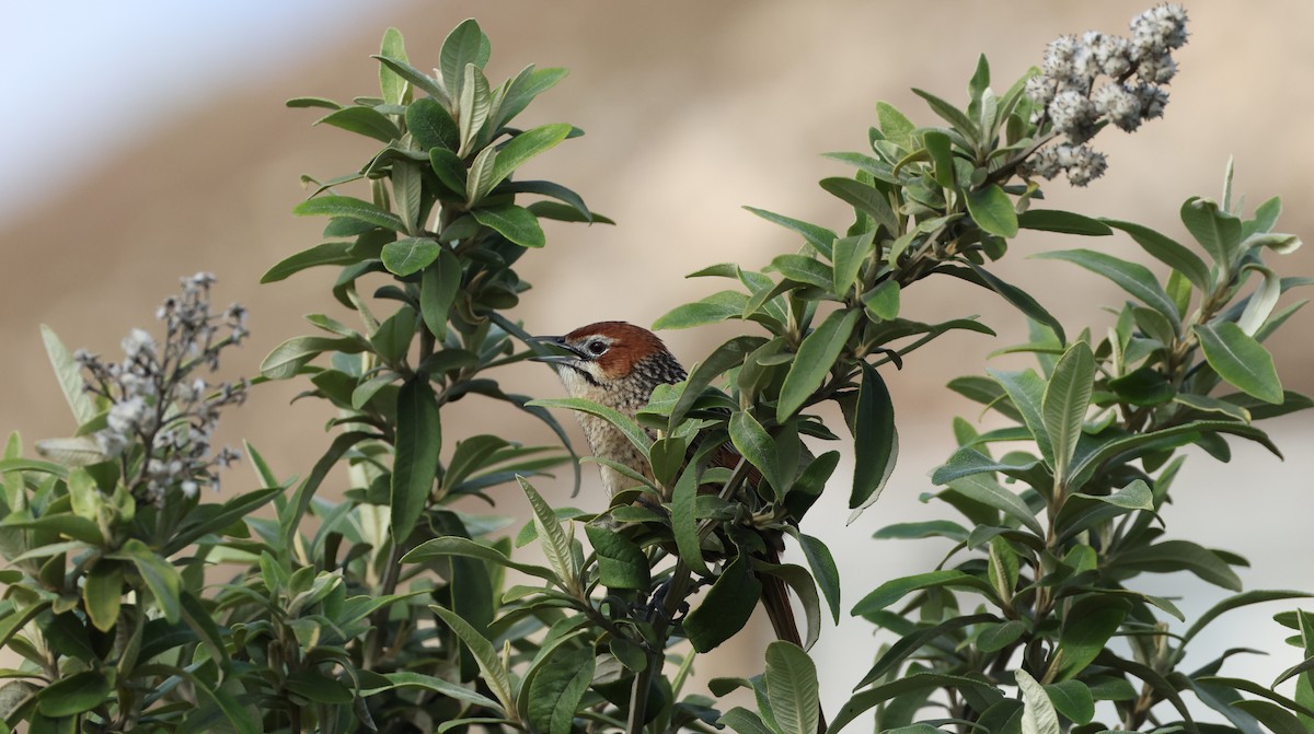 Cape Grassbird - ML647747231