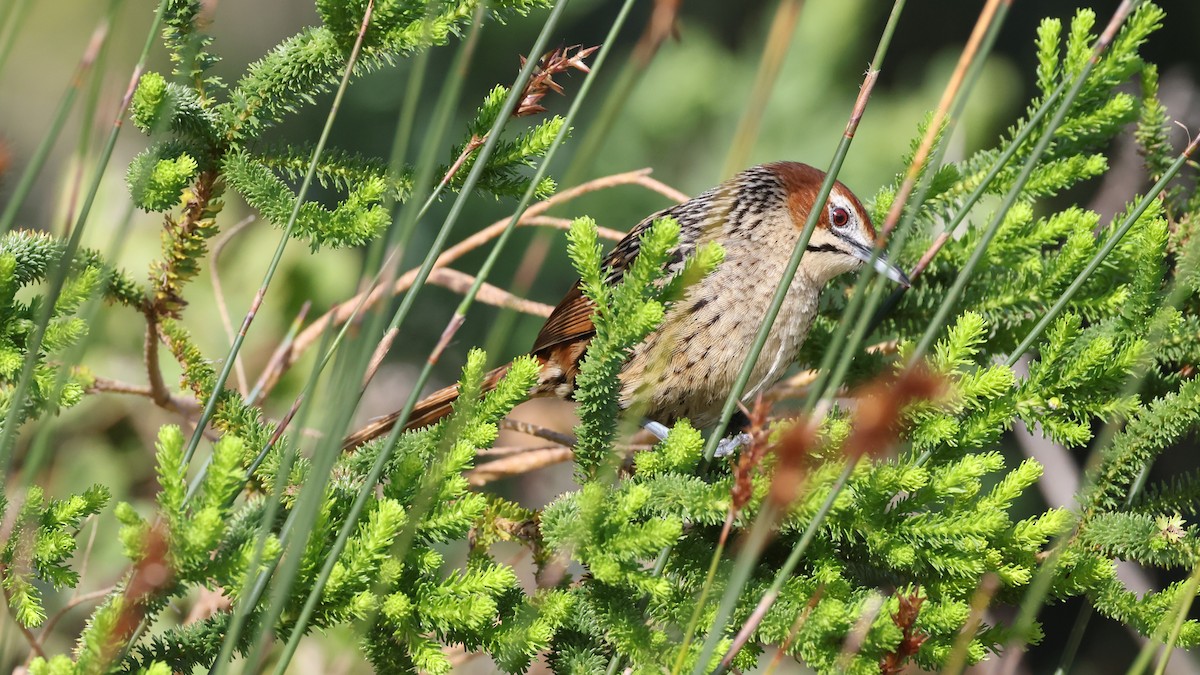 Cape Grassbird - ML647747232