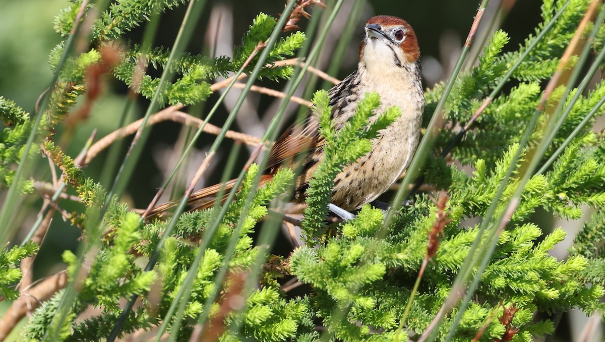 Cape Grassbird - ML647747233