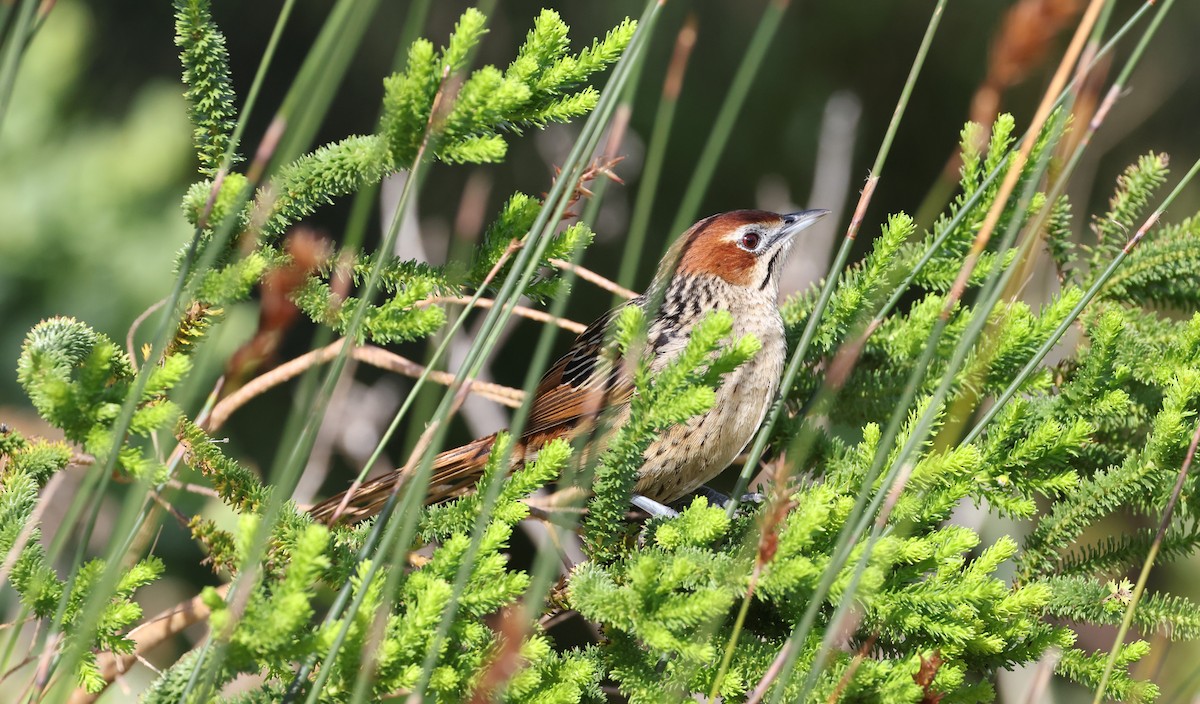 Cape Grassbird - ML647747234