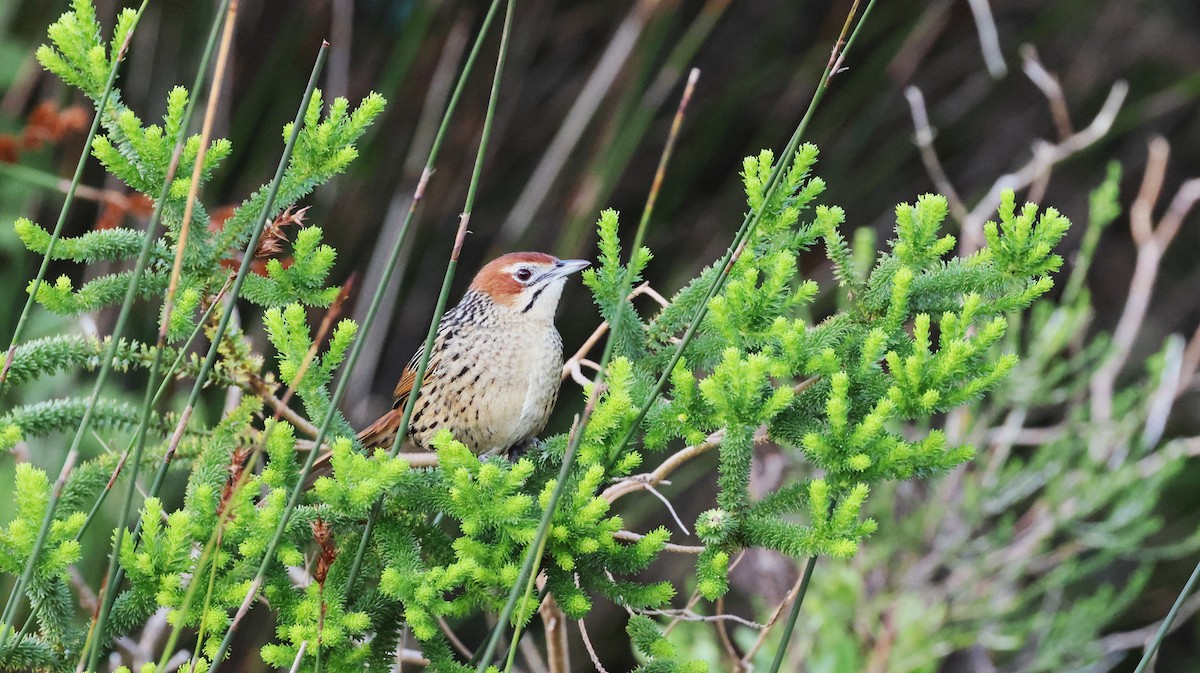 Cape Grassbird - ML647747235