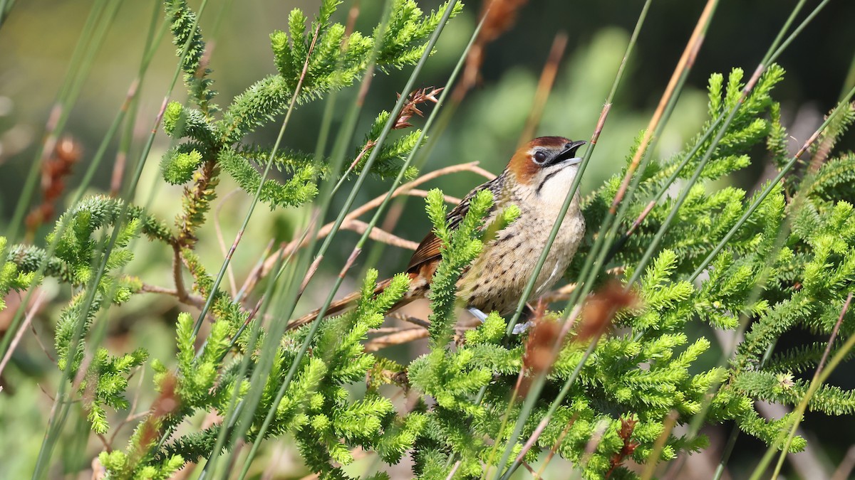 Cape Grassbird - ML647747236