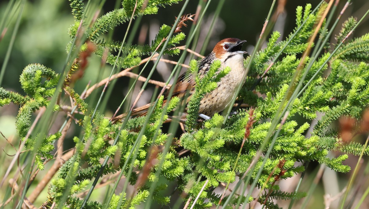 Cape Grassbird - ML647747237