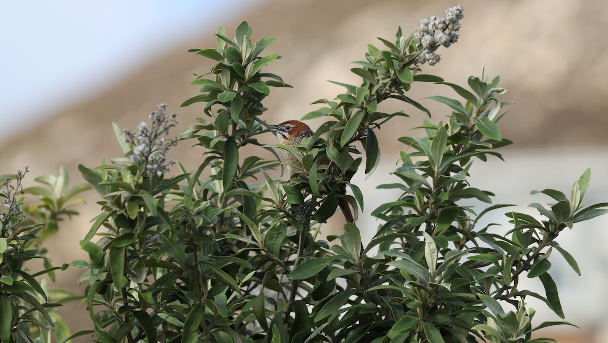 Cape Grassbird - ML647747238