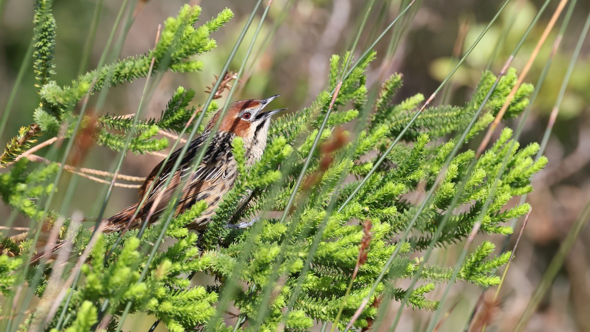 Cape Grassbird - ML647747239