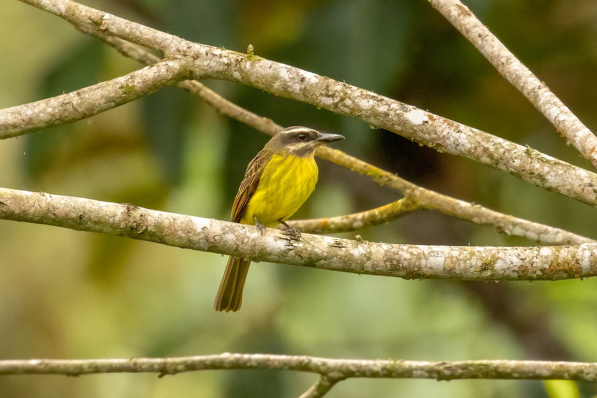 Golden-bellied Flycatcher - ML647747241