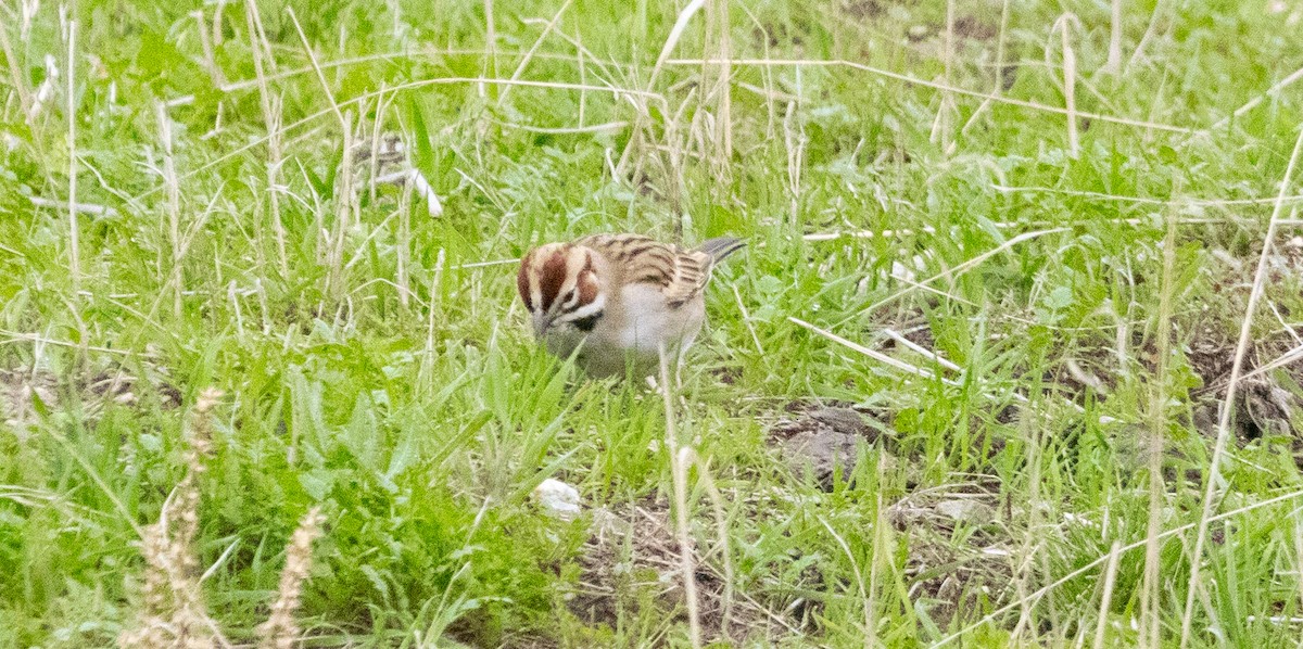 Lark Sparrow - ML647747243
