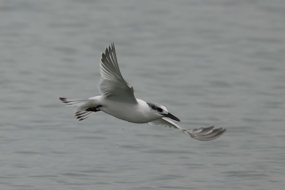 Sandwich Tern - ML647747244