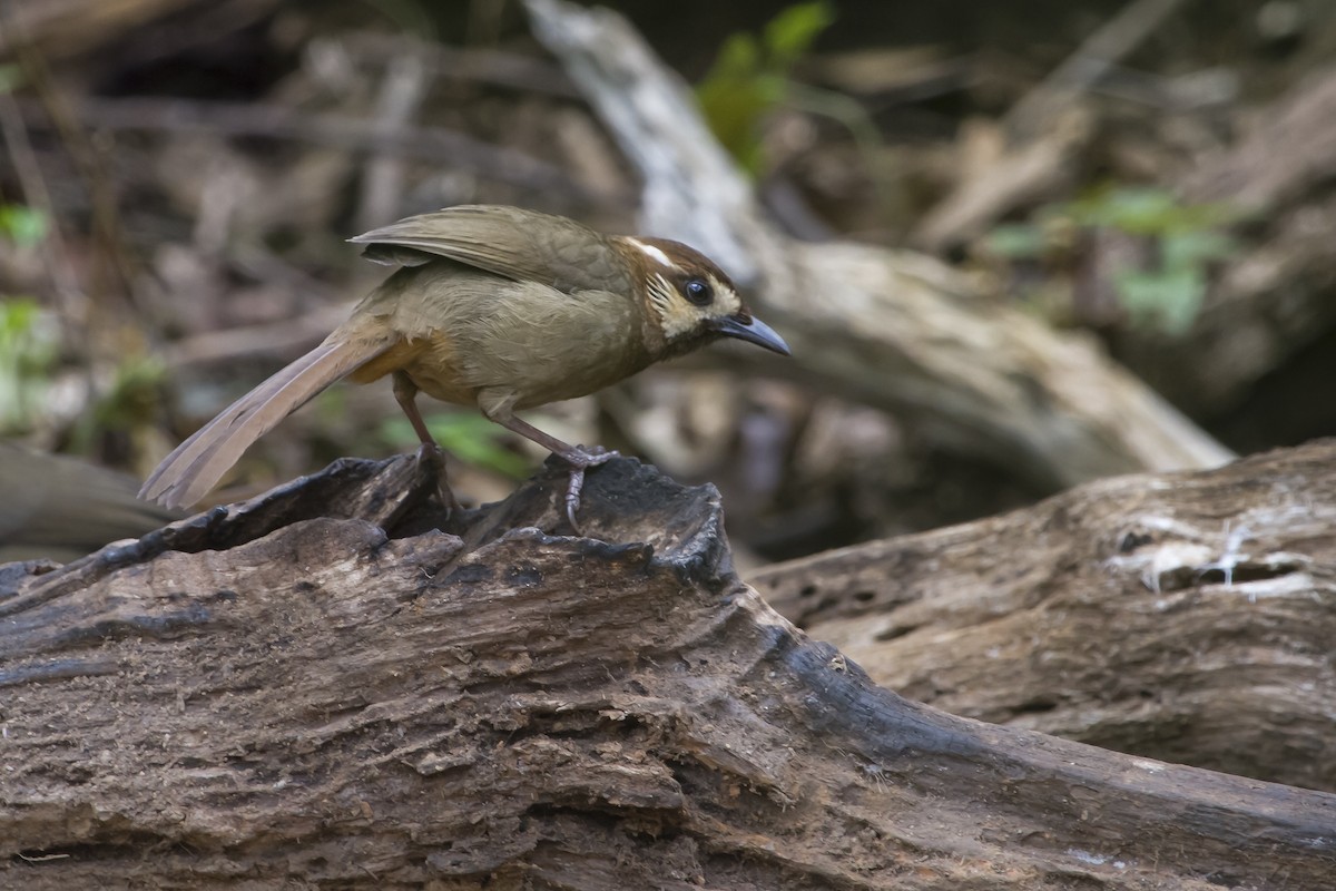 White-browed Laughingthrush - ML647747245