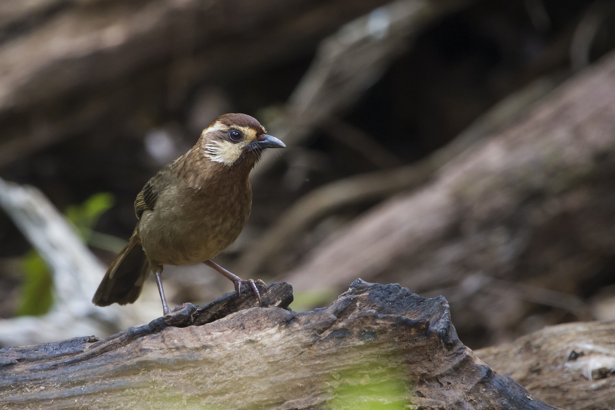 White-browed Laughingthrush - ML647747246