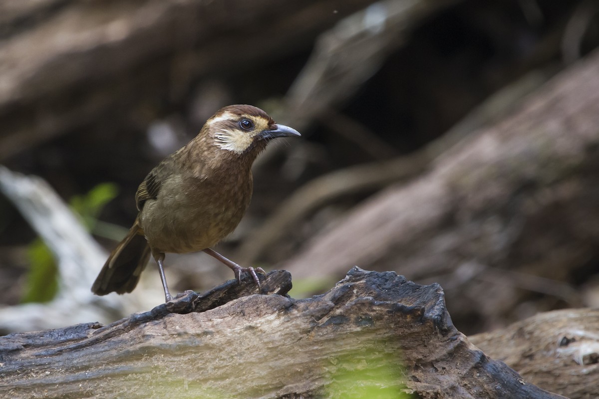 White-browed Laughingthrush - ML647747247