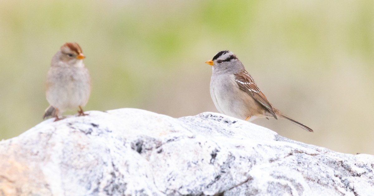 White-crowned Sparrow - ML647747250
