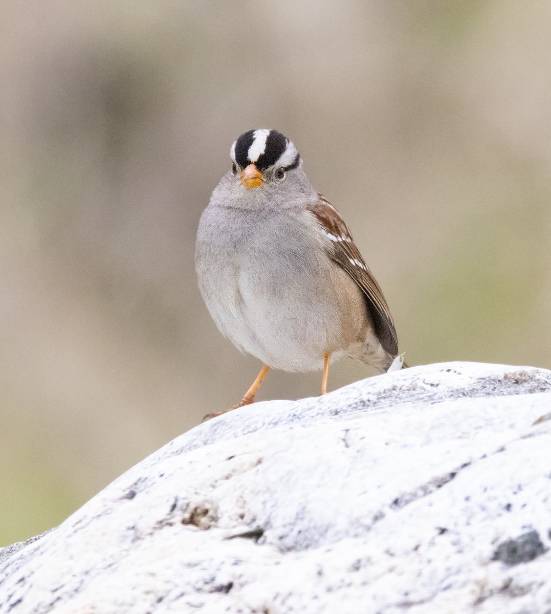 White-crowned Sparrow - ML647747254