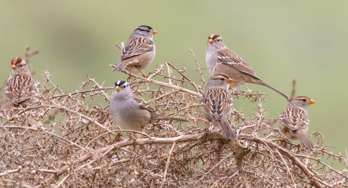 White-crowned Sparrow - ML647747283