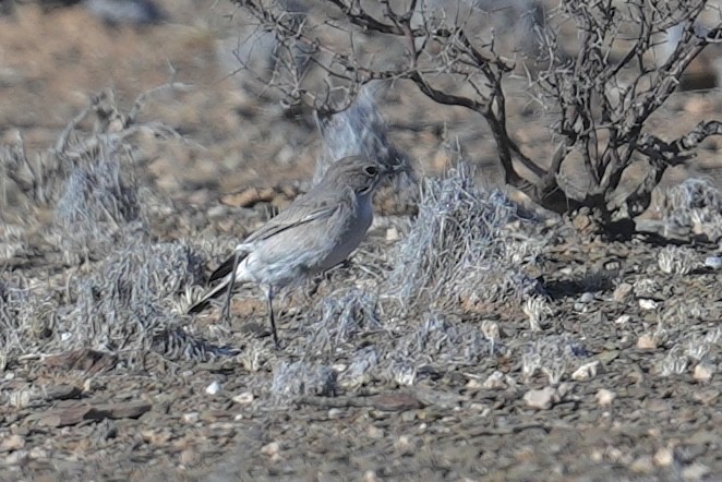 Karoo Chat - ML647747313