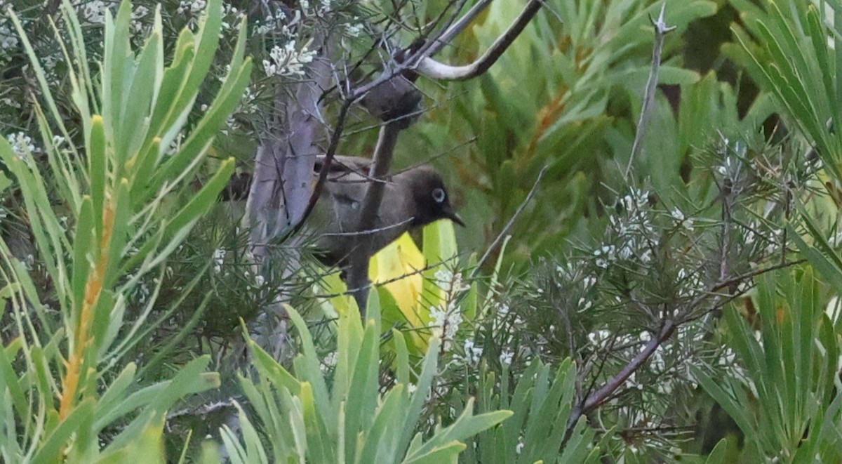 Cape Bulbul - ML647747318