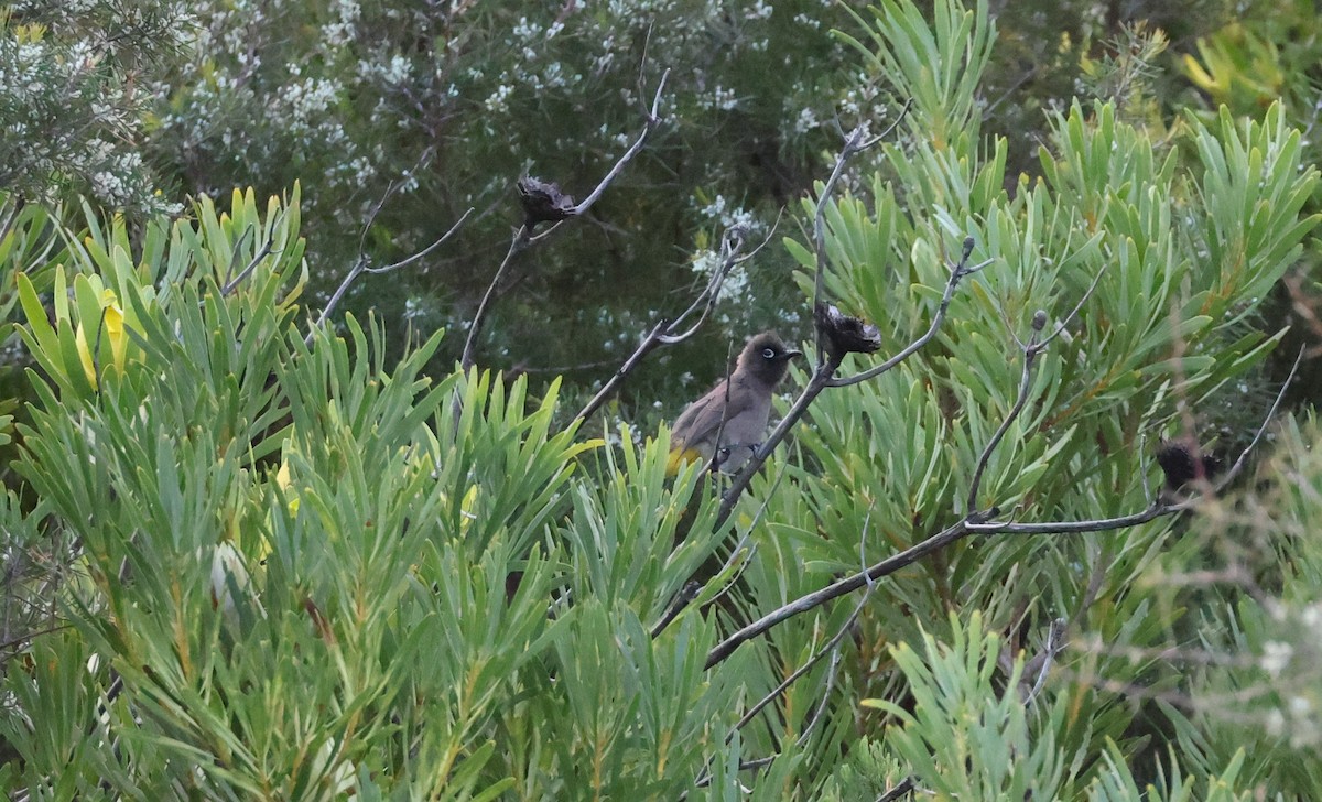 Cape Bulbul - ML647747319