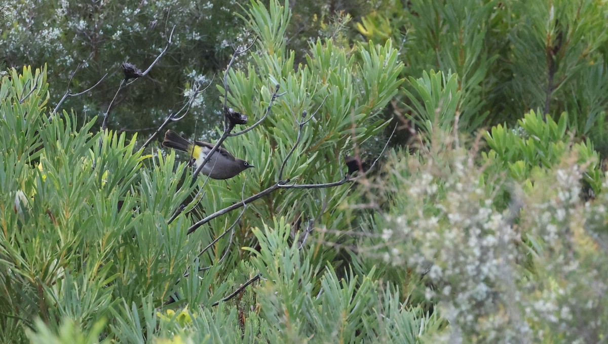 Cape Bulbul - ML647747320
