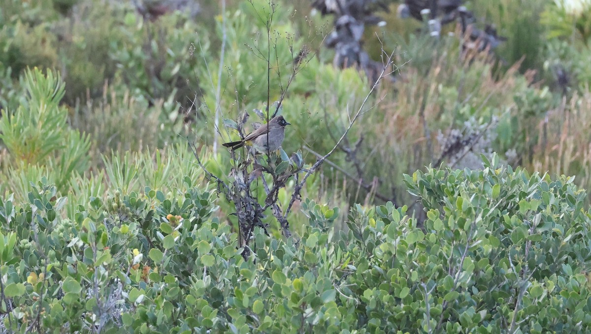 Cape Bulbul - ML647747321