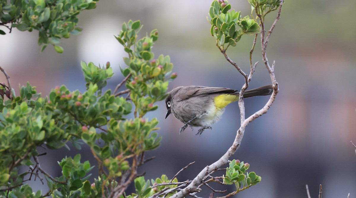Cape Bulbul - ML647747323