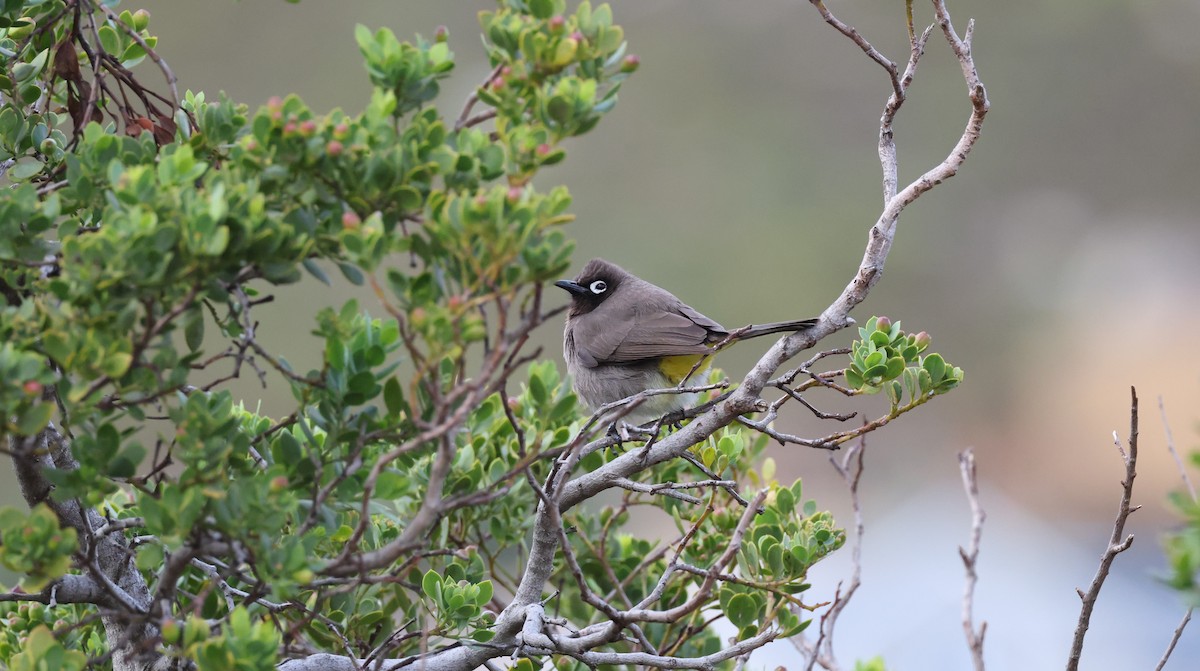 Cape Bulbul - ML647747324