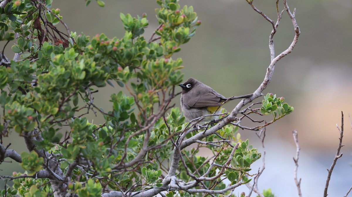 Cape Bulbul - ML647747325