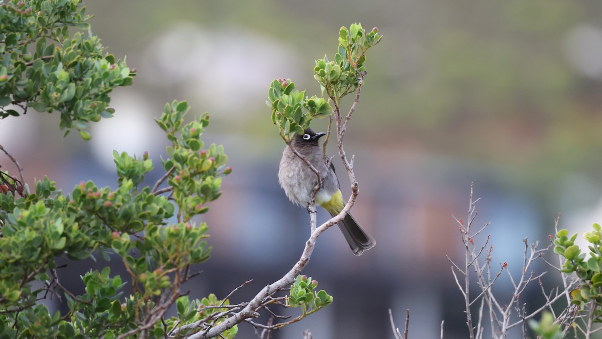Cape Bulbul - ML647747326