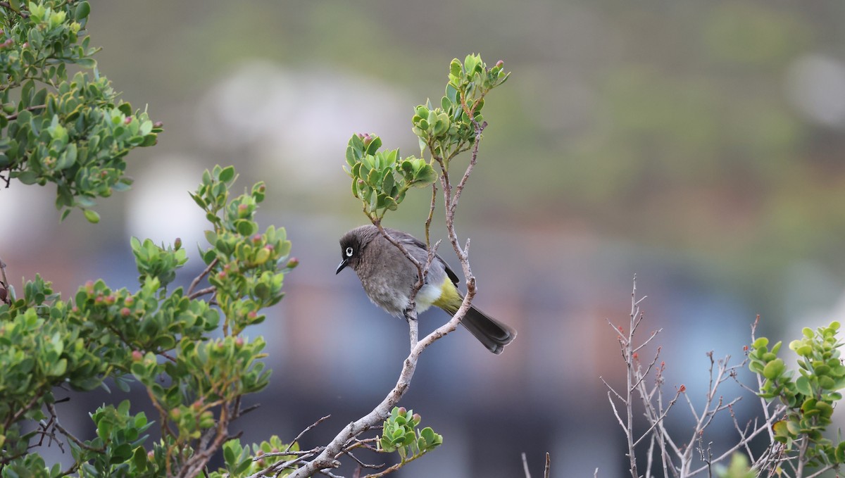 Cape Bulbul - ML647747327